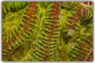 Green Favites Brain Coral